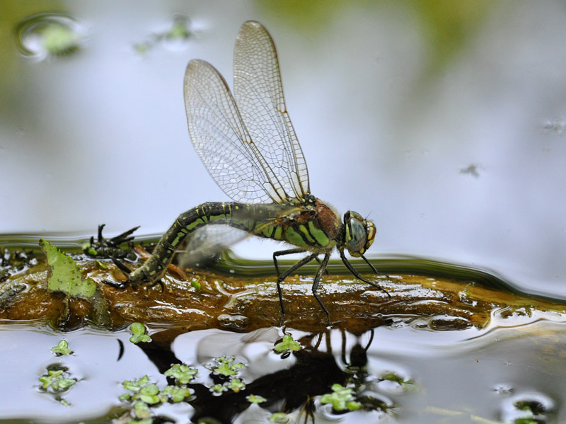 Brachytron pratense, femmina in deposizione